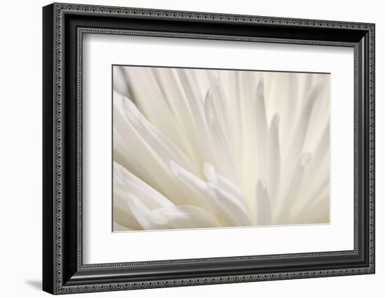 White Flower-PhotoINC-Framed Photographic Print