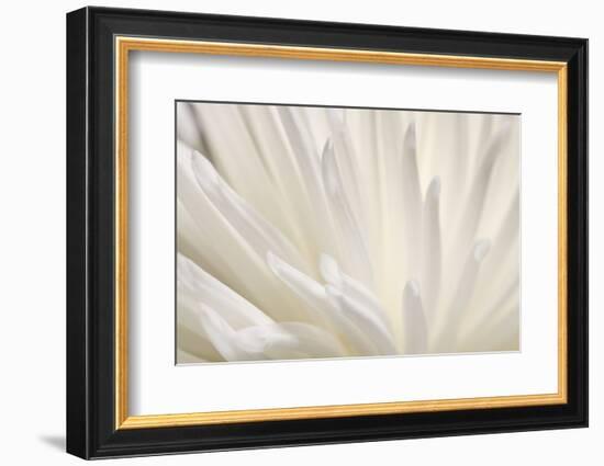 White Flower-PhotoINC-Framed Photographic Print