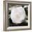 White Flower-Dan Meneely-Framed Photographic Print