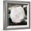 White Flower-Dan Meneely-Framed Photographic Print