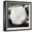 White Flower-Dan Meneely-Framed Photographic Print