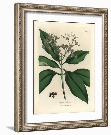 White Flowered All-Spice Tree, Myrtus Pimenta-James Sowerby-Framed Giclee Print