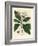 White Flowered All-Spice Tree, Myrtus Pimenta-James Sowerby-Framed Giclee Print