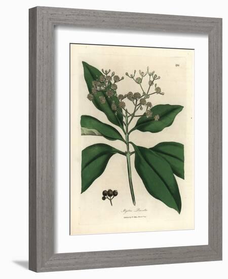 White Flowered All-Spice Tree, Myrtus Pimenta-James Sowerby-Framed Giclee Print