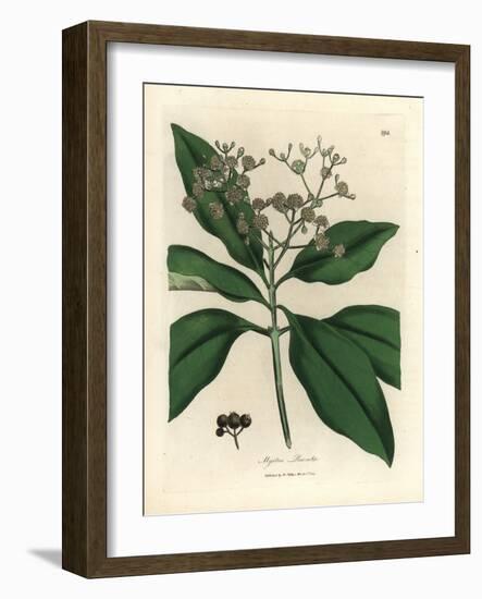 White Flowered All-Spice Tree, Myrtus Pimenta-James Sowerby-Framed Giclee Print