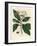 White Flowered All-Spice Tree, Myrtus Pimenta-James Sowerby-Framed Giclee Print