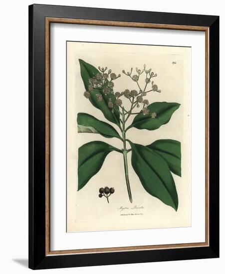 White Flowered All-Spice Tree, Myrtus Pimenta-James Sowerby-Framed Giclee Print