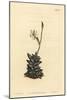 White-Flowered Anacampseros, Anacampseros Arachnoides-Sydenham Teast Edwards-Mounted Giclee Print