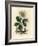 White Flowered Black Hellebore or Christmas Rose, Helleborus Niger-James Sowerby-Framed Giclee Print