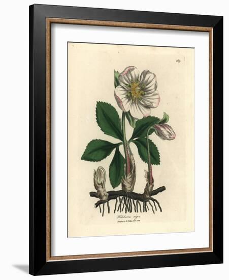 White Flowered Black Hellebore or Christmas Rose, Helleborus Niger-James Sowerby-Framed Giclee Print