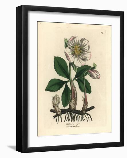 White Flowered Black Hellebore or Christmas Rose, Helleborus Niger-James Sowerby-Framed Giclee Print