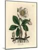 White Flowered Black Hellebore or Christmas Rose, Helleborus Niger-James Sowerby-Mounted Giclee Print
