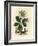 White Flowered Black Hellebore or Christmas Rose, Helleborus Niger-James Sowerby-Framed Giclee Print