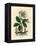 White Flowered Black Hellebore or Christmas Rose, Helleborus Niger-James Sowerby-Framed Premier Image Canvas