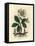 White Flowered Black Hellebore or Christmas Rose, Helleborus Niger-James Sowerby-Framed Premier Image Canvas