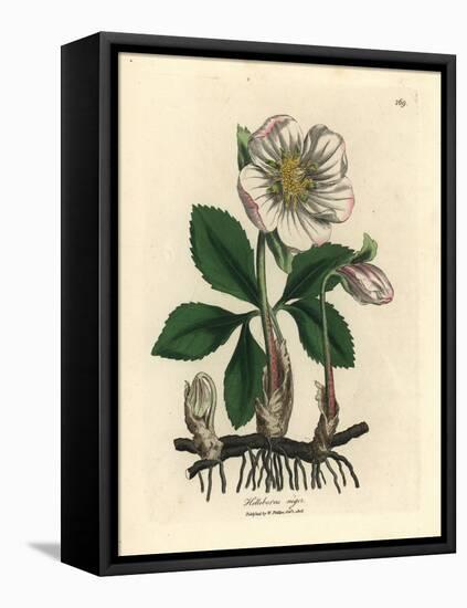 White Flowered Black Hellebore or Christmas Rose, Helleborus Niger-James Sowerby-Framed Premier Image Canvas