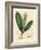 White Flowered Cherry Laurel Tree, Prunus Laurocerasus-James Sowerby-Framed Giclee Print