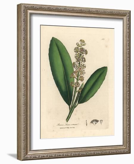 White Flowered Cherry Laurel Tree, Prunus Laurocerasus-James Sowerby-Framed Giclee Print