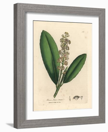 White Flowered Cherry Laurel Tree, Prunus Laurocerasus-James Sowerby-Framed Giclee Print