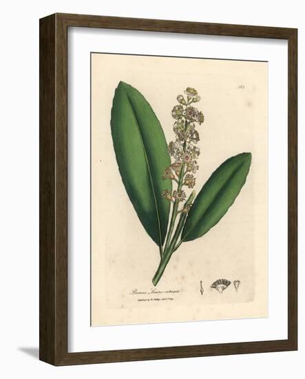 White Flowered Cherry Laurel Tree, Prunus Laurocerasus-James Sowerby-Framed Giclee Print