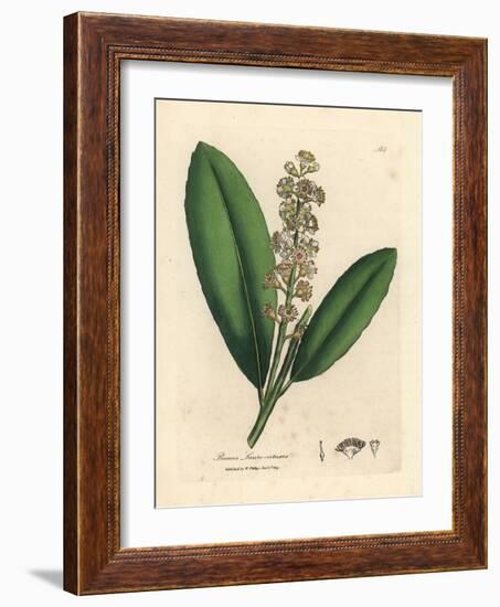 White Flowered Cherry Laurel Tree, Prunus Laurocerasus-James Sowerby-Framed Giclee Print