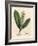 White Flowered Cherry Laurel Tree, Prunus Laurocerasus-James Sowerby-Framed Giclee Print