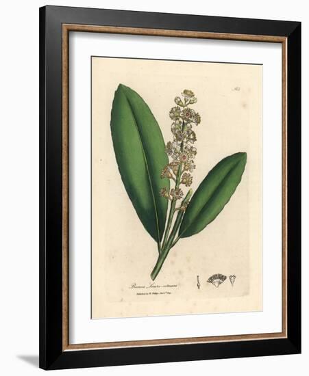 White Flowered Cherry Laurel Tree, Prunus Laurocerasus-James Sowerby-Framed Giclee Print