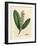 White Flowered Cherry Laurel Tree, Prunus Laurocerasus-James Sowerby-Framed Giclee Print