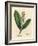 White Flowered Cherry Laurel Tree, Prunus Laurocerasus-James Sowerby-Framed Giclee Print