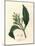 White Flowered Clove Spice Tree, Caryophyllus Aromaticus-James Sowerby-Mounted Giclee Print