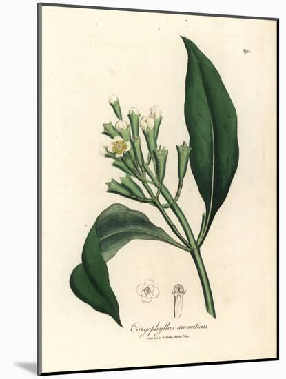 White Flowered Clove Spice Tree, Caryophyllus Aromaticus-James Sowerby-Mounted Giclee Print