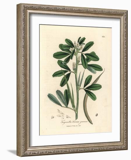 White Flowered Fenugreek with Seed Pod, Trigonella Foenum Graecum-James Sowerby-Framed Giclee Print