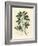 White Flowered Fenugreek with Seed Pod, Trigonella Foenum Graecum-James Sowerby-Framed Giclee Print