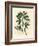 White Flowered Fenugreek with Seed Pod, Trigonella Foenum Graecum-James Sowerby-Framed Giclee Print