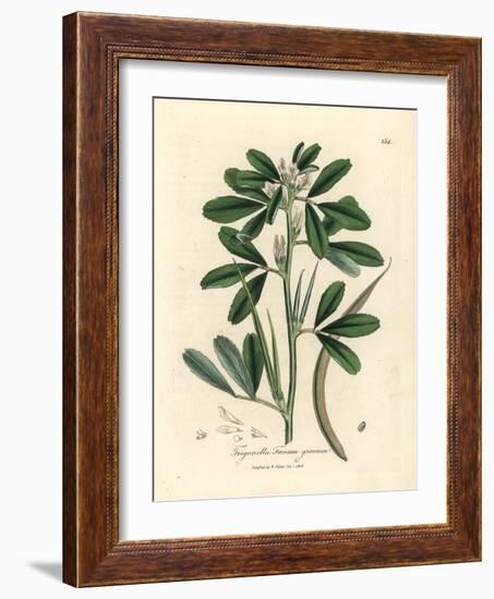 White Flowered Fenugreek with Seed Pod, Trigonella Foenum Graecum-James Sowerby-Framed Giclee Print