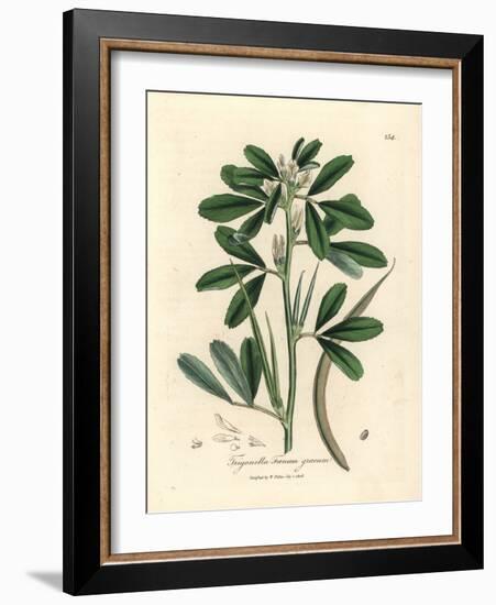 White Flowered Fenugreek with Seed Pod, Trigonella Foenum Graecum-James Sowerby-Framed Giclee Print