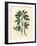 White Flowered Fenugreek with Seed Pod, Trigonella Foenum Graecum-James Sowerby-Framed Giclee Print