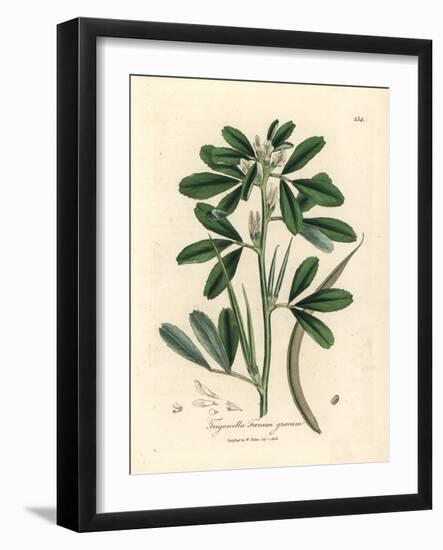 White Flowered Fenugreek with Seed Pod, Trigonella Foenum Graecum-James Sowerby-Framed Giclee Print