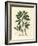 White Flowered Fenugreek with Seed Pod, Trigonella Foenum Graecum-James Sowerby-Framed Giclee Print