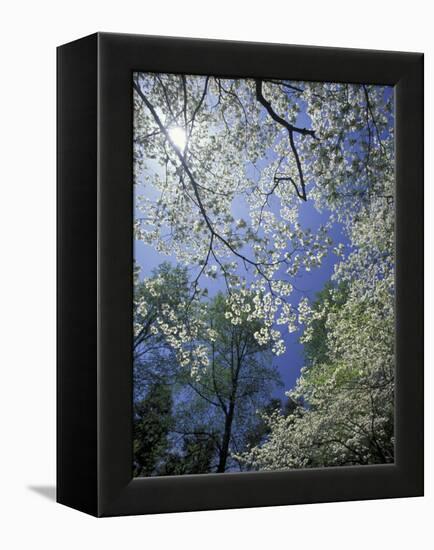 White Flowering Dogwood Trees in Bloom, Kentucky, USA-Adam Jones-Framed Premier Image Canvas