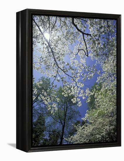 White Flowering Dogwood Trees in Bloom, Kentucky, USA-Adam Jones-Framed Premier Image Canvas