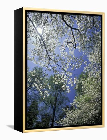 White Flowering Dogwood Trees in Bloom, Kentucky, USA-Adam Jones-Framed Premier Image Canvas