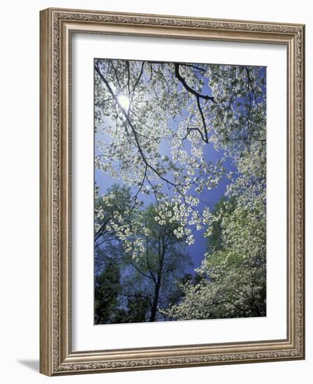 White Flowering Dogwood Trees in Bloom, Kentucky, USA-Adam Jones-Framed Photographic Print