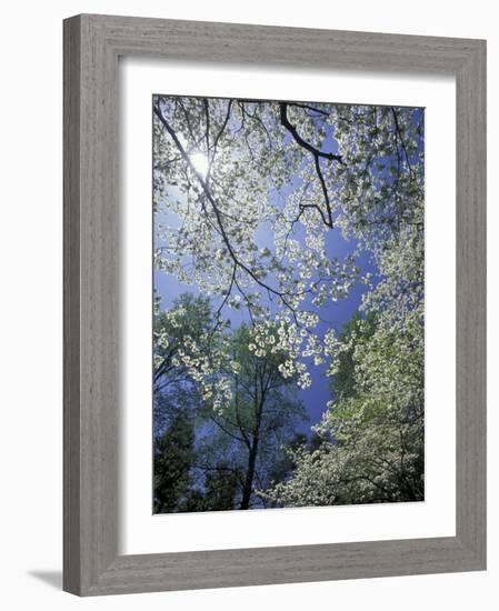 White Flowering Dogwood Trees in Bloom, Kentucky, USA-Adam Jones-Framed Photographic Print