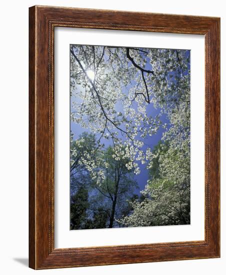 White Flowering Dogwood Trees in Bloom, Kentucky, USA-Adam Jones-Framed Photographic Print