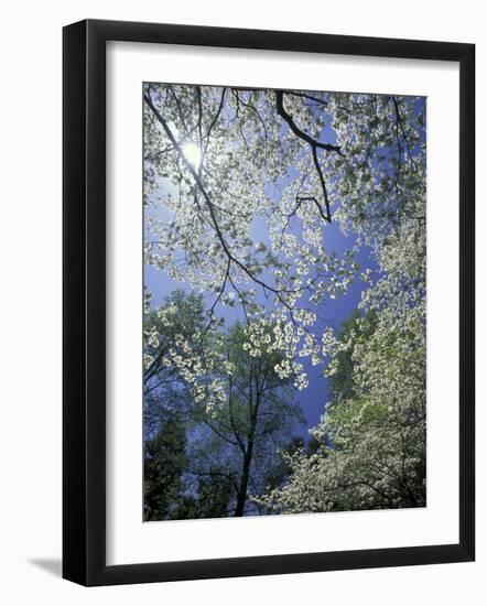 White Flowering Dogwood Trees in Bloom, Kentucky, USA-Adam Jones-Framed Photographic Print