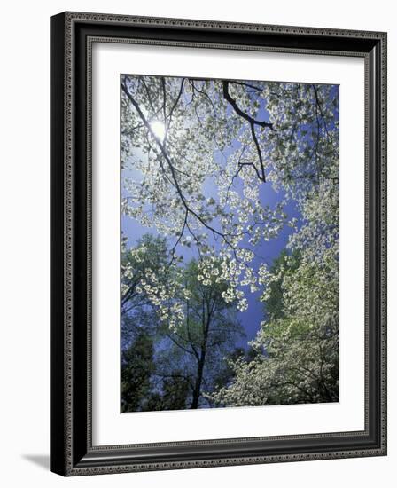 White Flowering Dogwood Trees in Bloom, Kentucky, USA-Adam Jones-Framed Photographic Print