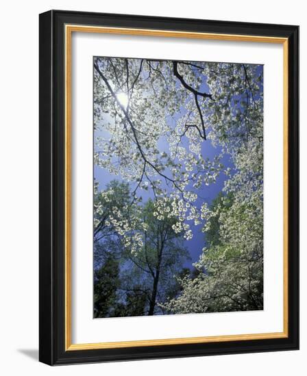 White Flowering Dogwood Trees in Bloom, Kentucky, USA-Adam Jones-Framed Photographic Print