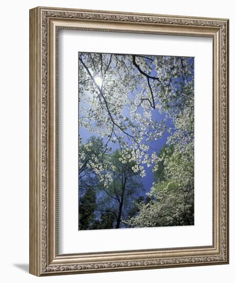 White Flowering Dogwood Trees in Bloom, Kentucky, USA-Adam Jones-Framed Photographic Print