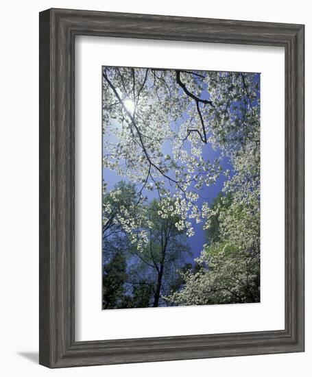 White Flowering Dogwood Trees in Bloom, Kentucky, USA-Adam Jones-Framed Photographic Print